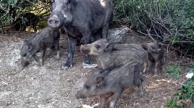 'Yaban domuzlarını beslemeyin' uyarısı