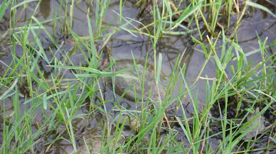 Düzce'de bulunan nesli tehlikedeki 'benekli kaplumbağa' korumaya alındı