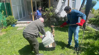 Samsun'da bir evin bahçesine giren yaralı çakal tedavi edilecek