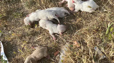 Üniversite öğrencileri çöp konteynerinde 6 yavru köpek buldu