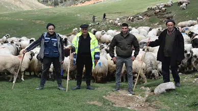 Ordulu çobanların 4 gün sürecek yayla yolculuğu başladı