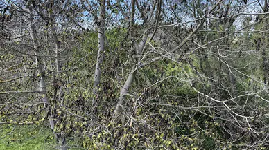 Bolu'da tarım alanları zirai dondan etkilendi