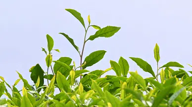 Trabzonlu çay üreticileri ilk sürgün mayıs hasadı için makas sallıyor