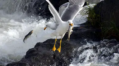 Martılar, avlanması yasak göç yolundaki inci kefallerini yakalıyor