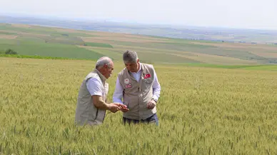 Edirne’de buğday ekili tarlalarda hastalık ve zararlıya rastlanmadı 