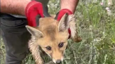 Su kanalına düşen yavru tilki kurtarıldı 