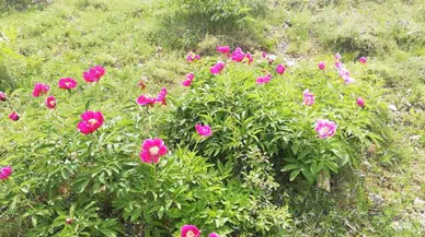 Erciyes Dağı eteklerinde şakayıklar açtı; koparmanın cezası 244 bin TL