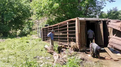 Hakkari-Çukurca kara yolunda devrilen TIR'daki onlarca koyun öldü 
