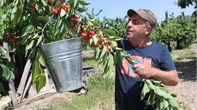Amasya'da hamile kızının yediği kirazlara karşılık para bırakan kişi helallik istedi