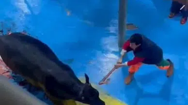 Et entegre tesisinde kesime hazırlanan büyükbaşa eziyet kamerada