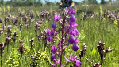 Samsun'da özel izinle yetiştirilen salep orkidesi üreticisine gelir kapısı oldu