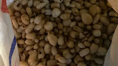 Araçta 86 kilo salep soğanı ele geçirildi; 387 bin lira ceza uygulandı