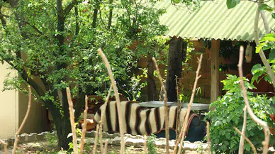 Tokat'taki patlamaya ilişkin Samsun'da yakalanan 2 şüpheli sorguda