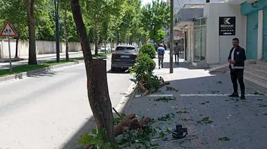 Esnafa, kestiği ağaç için 5 fidan hibe cezası