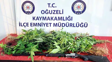 Gaziantep'te, 67 kök kenevir ele geçti