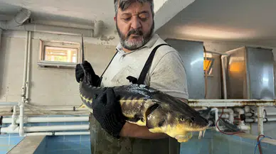 Bolu'daki su ürünleri istasyonunda ilk kez mersin balığı üretimi yapıldı