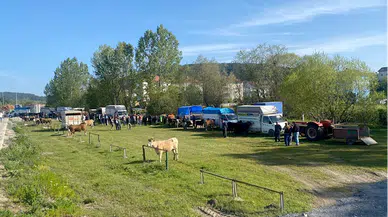 Eflani'de kurbanlık satışları başladı