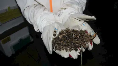 Çanakkale'de toplu arı ölümleri