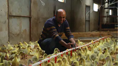 Ordu'da belediyenin "alım garantisi" verdiği çiftçinin hedefi 5 bin kaz üretmek 