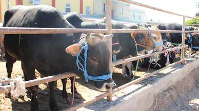 Sivas’ta kurban pazarı yer tahsisleri kura ile belirlenecek