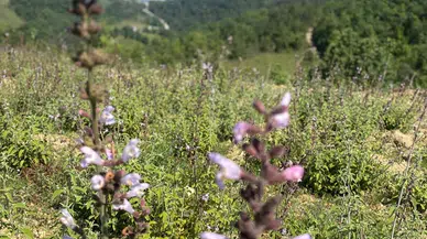 Yakakent'te Anadolu adaçayının hasadına başlandı