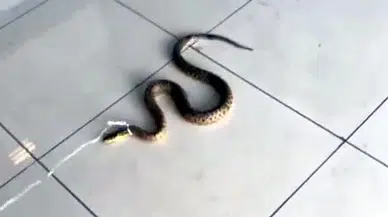 Fabrika sahibi, yakaladığı yılanın boynuna ip bağlayıp video çekti