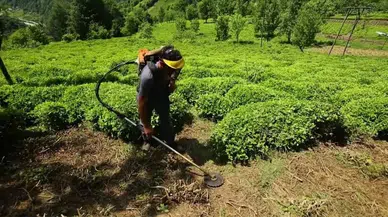 Çay Budama Oranı 1/7'den 1/10'a Düşürüldü