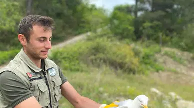 Kastamonu'da tedavi edilen doğan ve martı doğaya salındı 