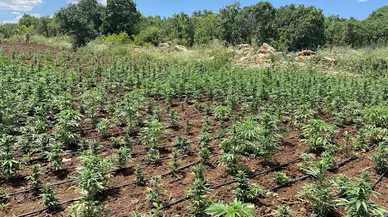 Diyarbakır'da damla sulama sistemli tarlada 90 bin kök kenevir ele geçirildi 