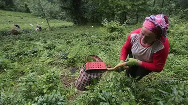 Rize'de çay eylemi kararı