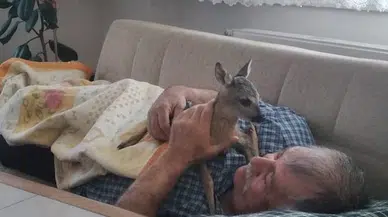 Mantar toplarken karaca yavrusunu bitkin buldu; evinde bakıma aldı