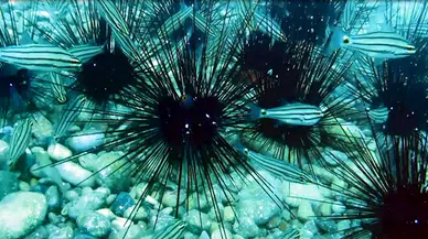 Hastalık nedeniyle tükenme noktasına gelen denizkestaneleri yeniden çoğaldı