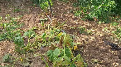 Kozan'da tarım arazilerini dolu vurdu