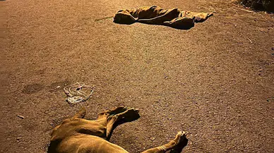 İzmir'de 6 köpek zehirlenerek öldürüldü