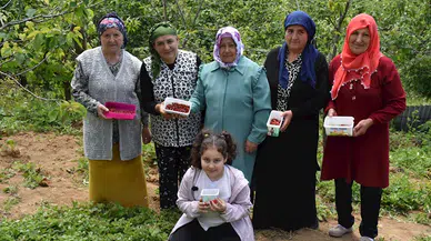 Karadenizli kadınlar topladıkları dağ çileğinden para kazanıyor