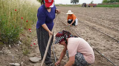 Osmaniye’de 4 bin 600 biberiye fidesi toprakla buluştu