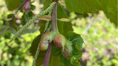 Gölyaka'da gal arısı ile mücadele çalışması sürüyor