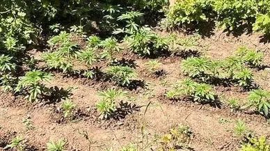 Elazığ’da 158 kök Hint keneviri ele geçirildi