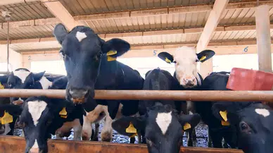 Kurbanlık bilgileri, 'Tarım Cebimde' uygulaması ile sorgulanabilecek