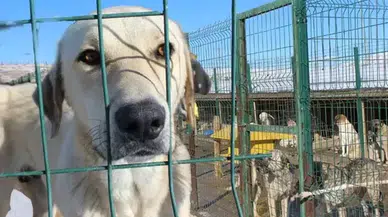  HAYTAP Başkanı Şenpolat: Hayvanlara yönelik yasa tasarısı meclise gelirse insanlar ayaklanır