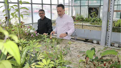 4 bin 120 yıllık porsuk ağacının klonlarıyla üniversitenin serasında fidan yetiştiriliyor