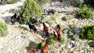 Bucak'ta yılkı atları görüntülendi 