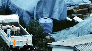 Tekirdağ’da 11 küçükbaş çalan 5 şüpheli, yakalandı