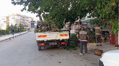 Çorum'da üzerine ağaç dalı düşen kadın yaralandı