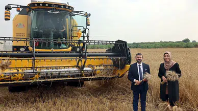 Akdeniz’de ekmeklik yakamoz buğday hasadı 