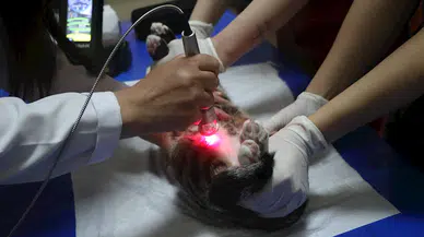 Düşük Doz Lazer Terapi, hayvanların iyileşme sürecini hızlandırıyor