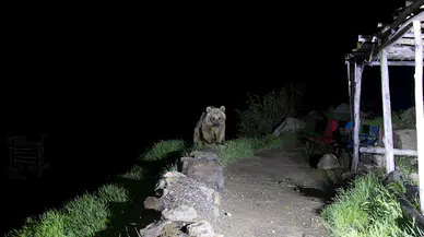 2 bin 247 rakımda uyanan bozayıları 'elle beslenmeyin' uyarısı