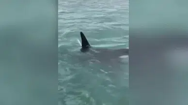 Yeni Zelanda’da katil balinanın üzerine atlayan adama para cezası