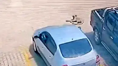 Otomobille köpeği ezen sürücüye 7 bin 216 TL ceza