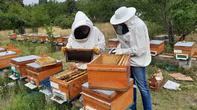 En fazla bal üretimi Ordu, Adana, Muğla, Sivas, İzmir'de 